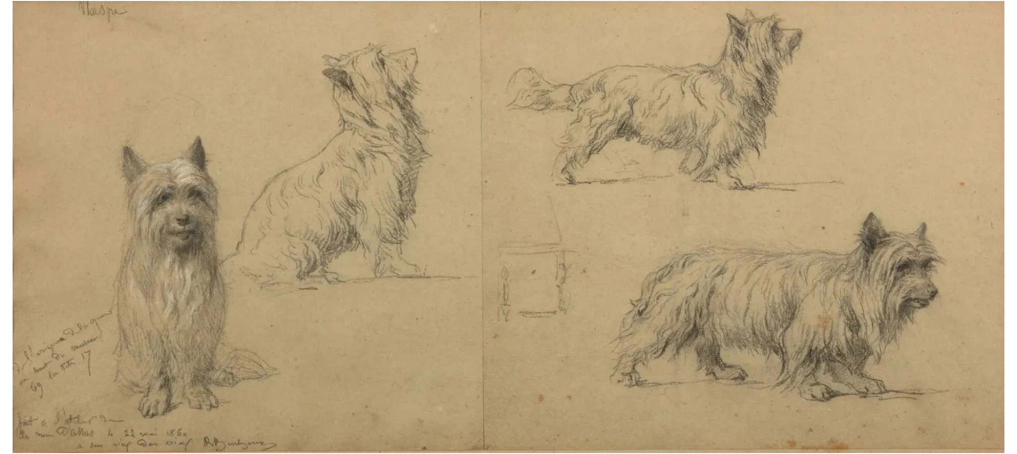 Bonheur, Rosa, Etude de Cairn terrier, dessin au crayon noir et à lestompe
