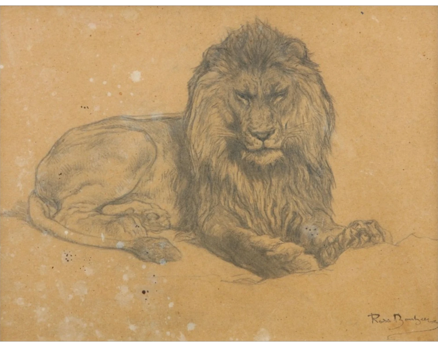 Bonheur, Rosa, Lion, couché, dessin au crayon noir et à lestompe sur papier calque contrecollé sur papier
