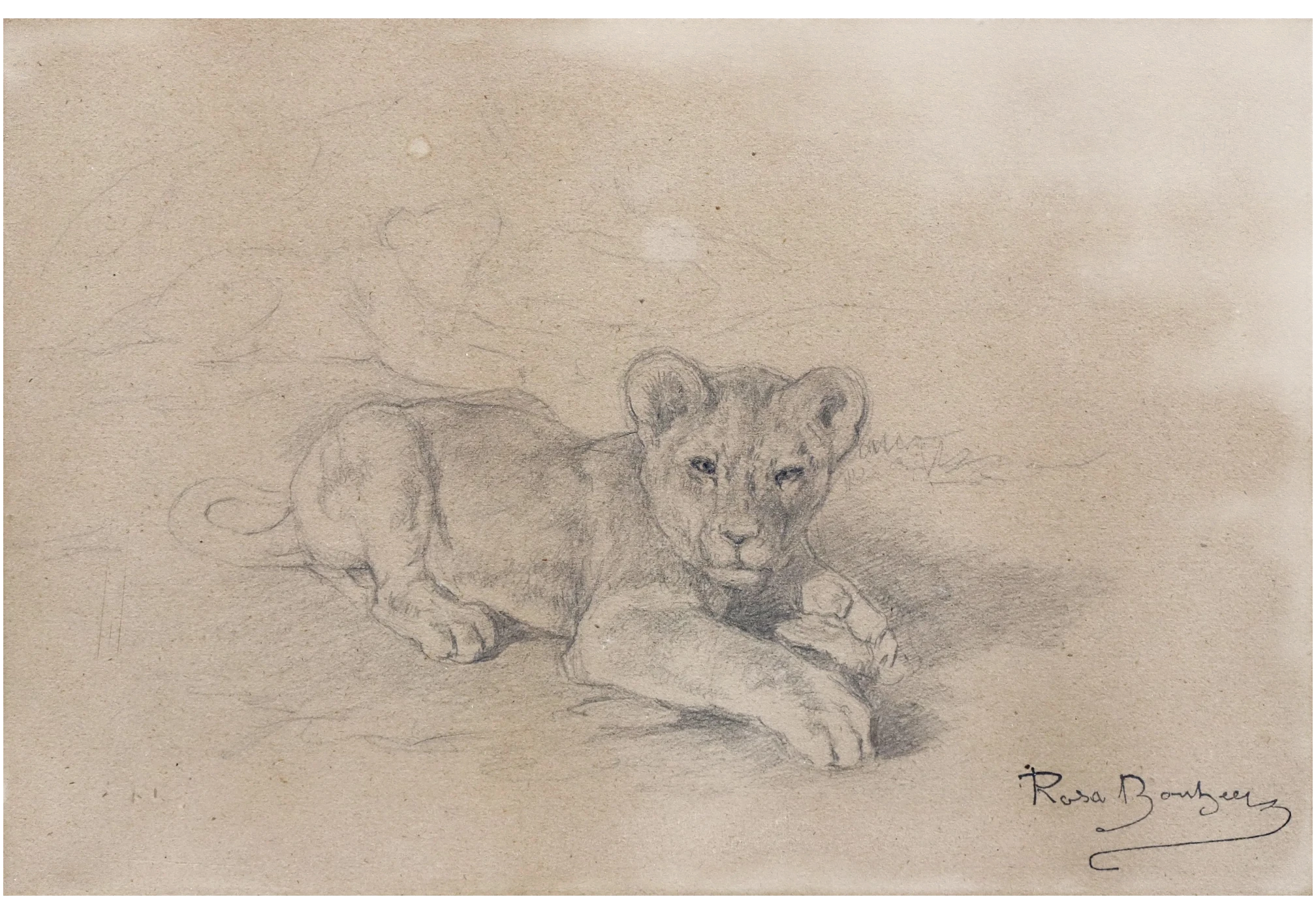 Bonheur, Rosa, Lionceau allongé, crayon noir